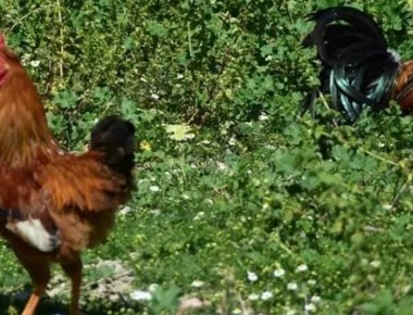 Η Αστυνομία συνέλαβε κλεφτοκοτά που είχε ρημάξει κοτέτσι ηλικιωμένης